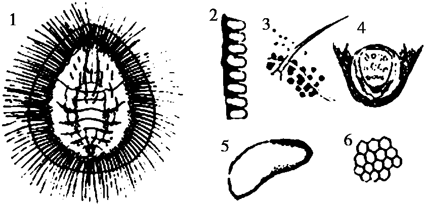 18.長刺粉虱